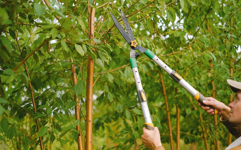 Tree trimming in Hoagland, IN
